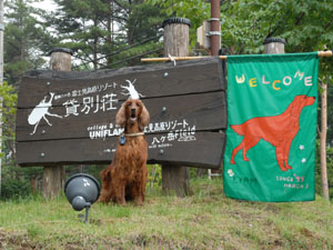 Welcome to Irish Setter summer party!